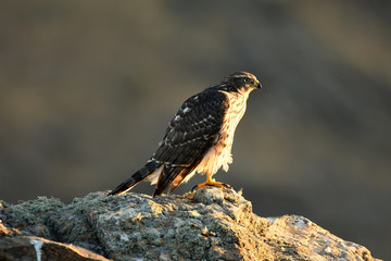 azor en la naturaleza