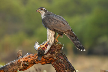 azor en la naturaleza