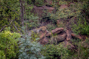 Leopard laying on a rock in Welgevonden.