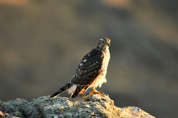 azor en la naturaleza