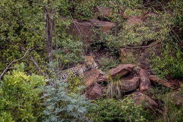 Leopard laying on a rock in Welgevonden.