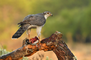 azor en la naturaleza