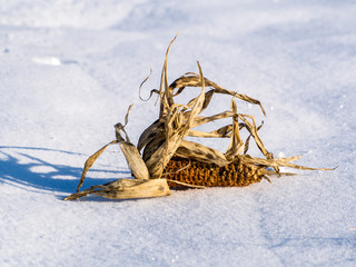 Maiskolben im Schned