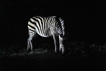 Zebra in the night