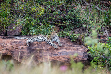 Leopard laying on a rock in Welgevonden.