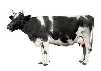 Сow full length isolated on white background.