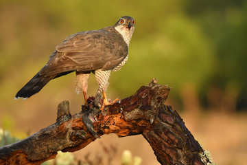 azor en la naturaleza