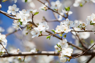 White flower on brunch. Blooming spring tree. Cherry tree in spring time whit blue background