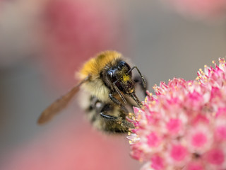 Hummel an Fetthenne
