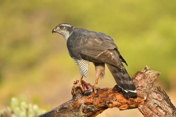 azor en la naturaleza