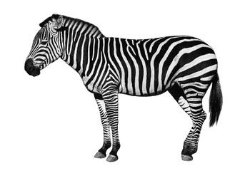 Fototapeta na wymiar Young beautiful zebra isolated on white background.