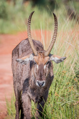 Close up of a male Waterbuck starring.
