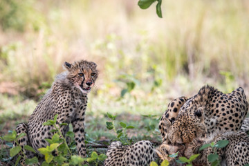 Mother Cheetah with young cubs on an Impala kill.