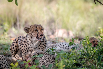 Mother Cheetah and cubs feeding on an Impala.
