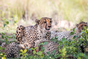 Mother Cheetah and cubs feeding on an Impala.