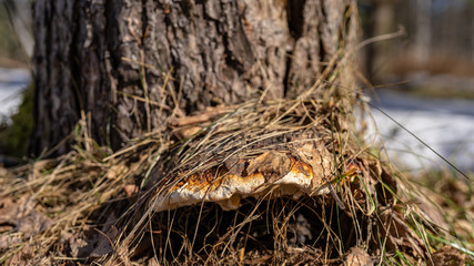 spring landscapes in the forest and on the river