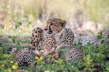 Mother Cheetah and cubs feeding on an Impala.