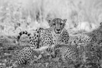 Mother Cheetah and cubs feeding on an Impala.
