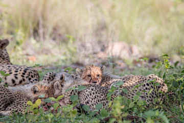 Mother Cheetah and cubs feeding on an Impala.