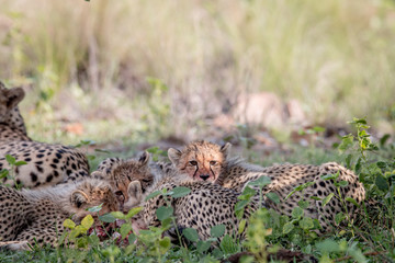Mother Cheetah and cubs feeding on an Impala.