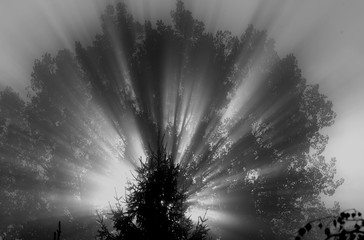 Mystical fog in the morning. © PASUS