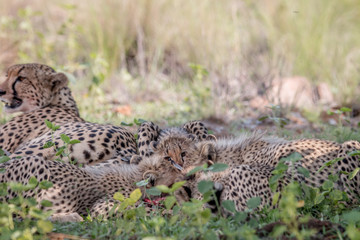 Mother Cheetah and cubs feeding on an Impala.