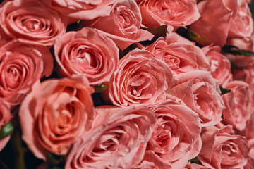Beautiful big pink  Roses bouquet  of a bride on a wedding from top, floral background