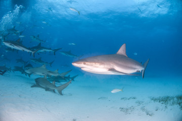 Obraz premium Caribbean reef shark at the Bahamas