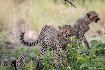 Young Cheetah cub walking in the grass.
