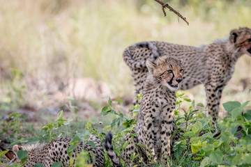Young Cheetah cub sitting in the grass.