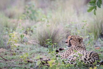 Mother Cheetah laying in the grass.