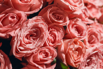 Beautiful big pink  Roses bouquet  of a bride on a wedding from top, floral background