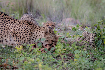 Mother Cheetah with cubs feeding on an Impala.