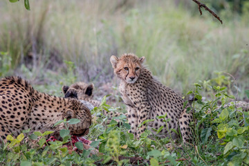 Mother Cheetah with cubs feeding on an Impala.