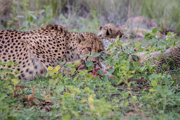 Mother Cheetah with cubs feeding on an Impala.