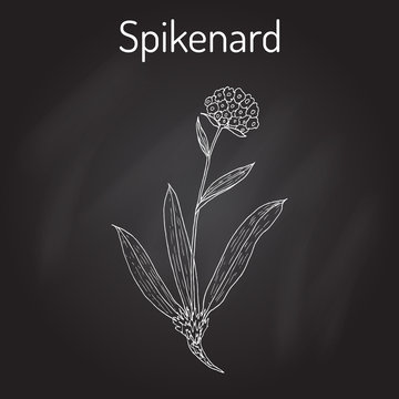 Spikenard Nardostachys jatamansi , or nard, nardin, muskroot, medicinal plant