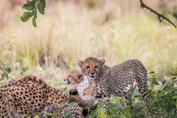 Young Cheetah cub standing in the grass.
