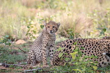 Baby Cheetah cub sitting in the grass.