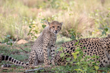 Baby Cheetah cub sitting in the grass.