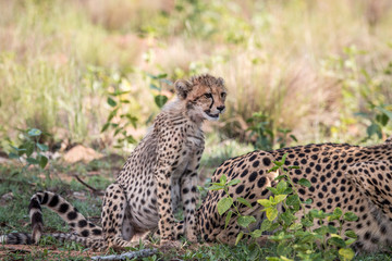 Baby Cheetah cub sitting in the grass.