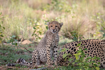 Baby Cheetah cub sitting in the grass.