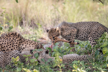 Mother Cheetah and cubs feeding on an Impala.