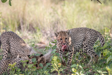 Cheetah cub with the head of an Impala lamb.