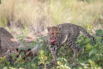 Cheetah cub with the head of an Impala lamb.