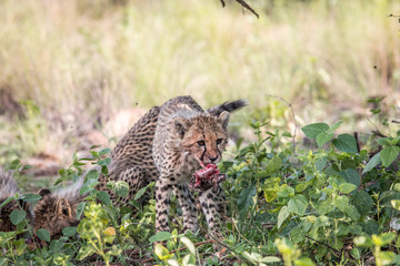 Cheetah cub with the head of an Impala lamb.