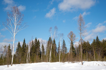 A tree in the middle of a forest glade. Blue sky with clouds.