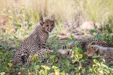 Baby Cheetah cub sitting in the grass.