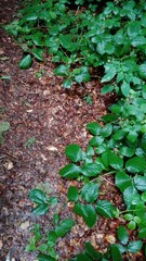 Natur Kontrast