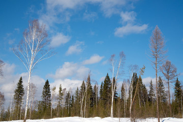 A tree in the middle of a forest glade. Blue sky with clouds.