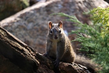 squirrel looking at camera 